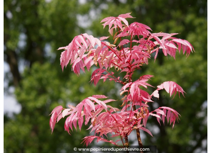 TOONA sinensis 'Flamingo'