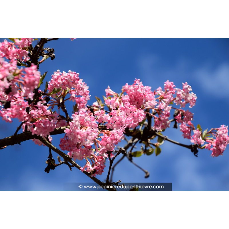 VIBURNUM x bodnantense 'Charles Lamont'