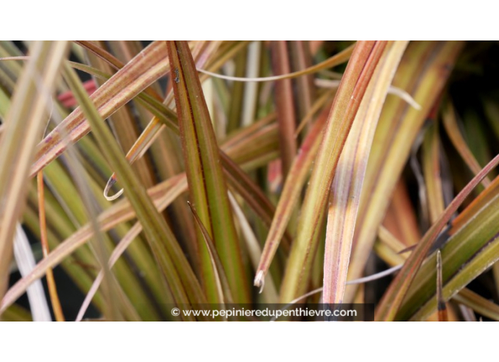 ASTELIA nervosa 'Westland'
