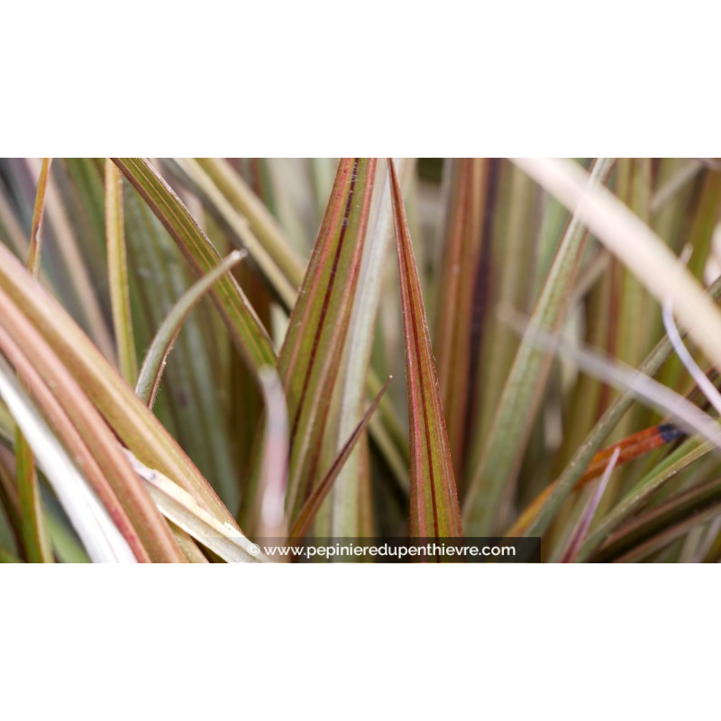 ASTELIA nervosa 'Westland'