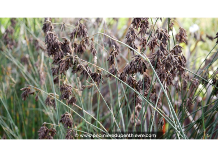 THAMNOCHORTUS pluristachyus