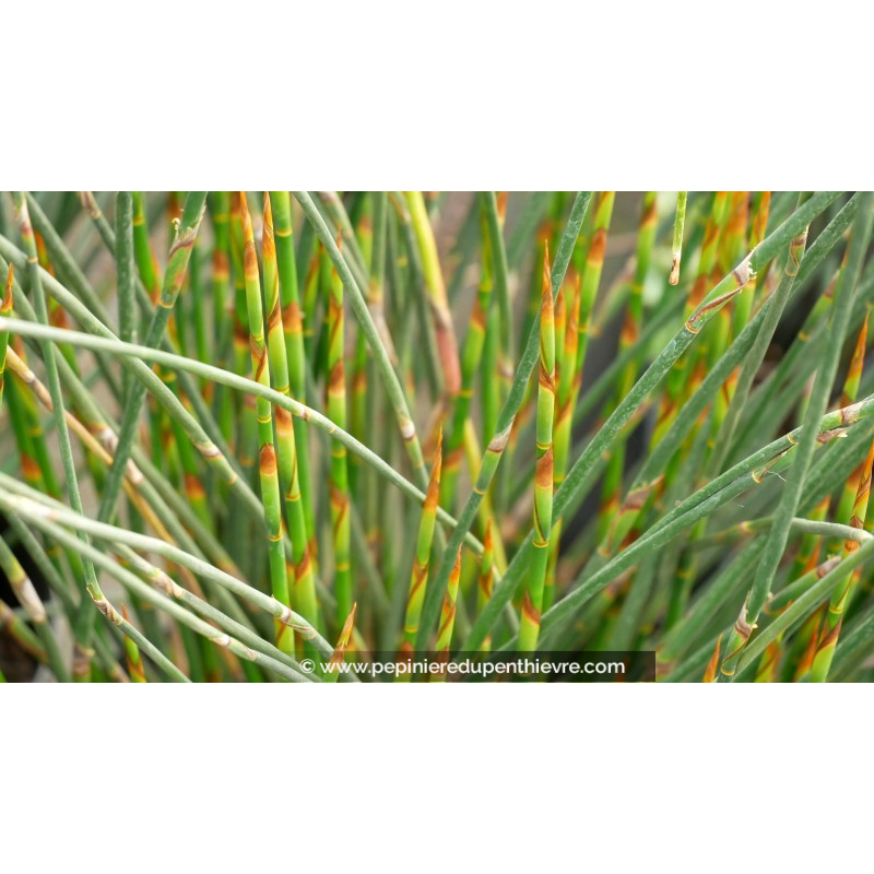 THAMNOCHORTUS pluristachyus