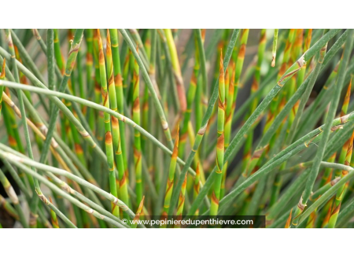 THAMNOCHORTUS pluristachyus