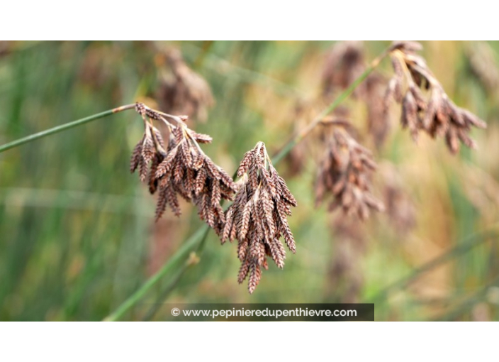 THAMNOCHORTUS pluristachyus