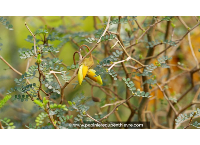 SOPHORA prostata 'Little Baby'