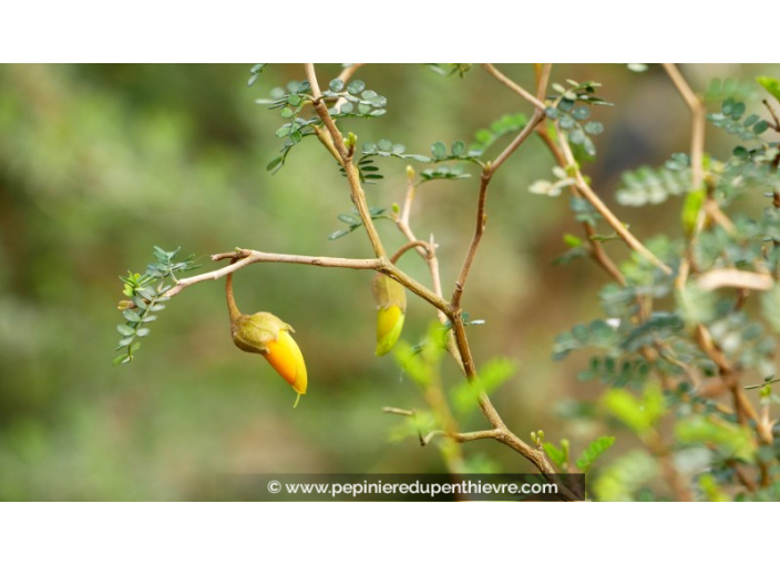 SOPHORA prostata 'Little Baby'