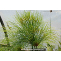 CYPERUS papyrus