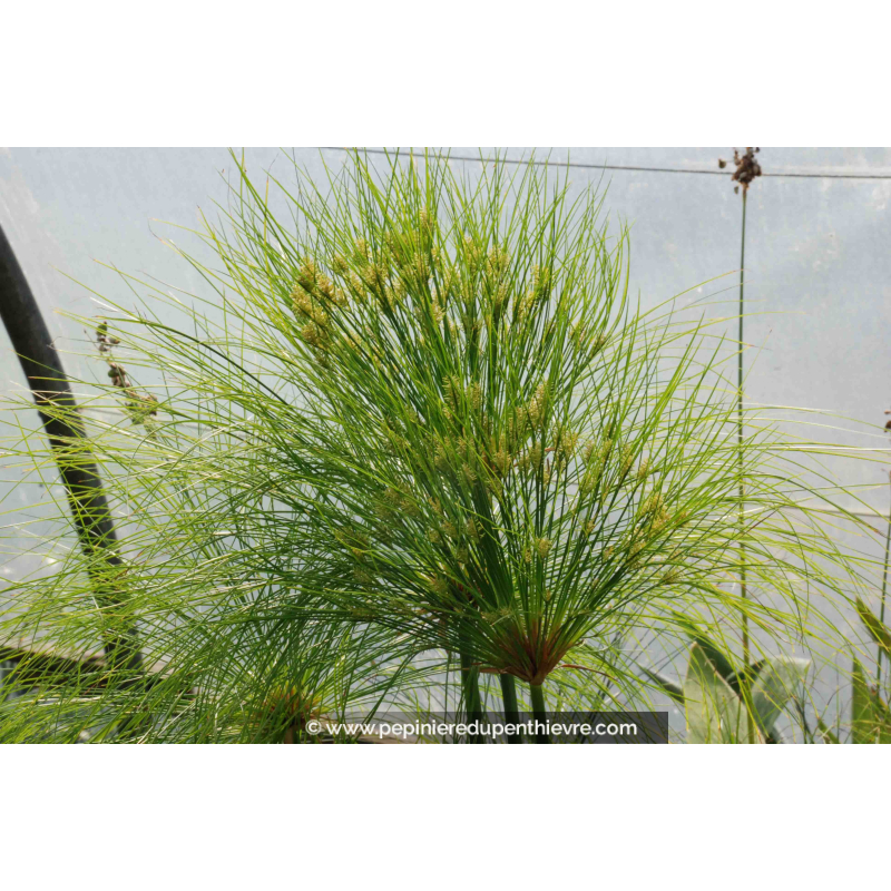 CYPERUS papyrus