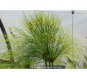 CYPERUS papyrus