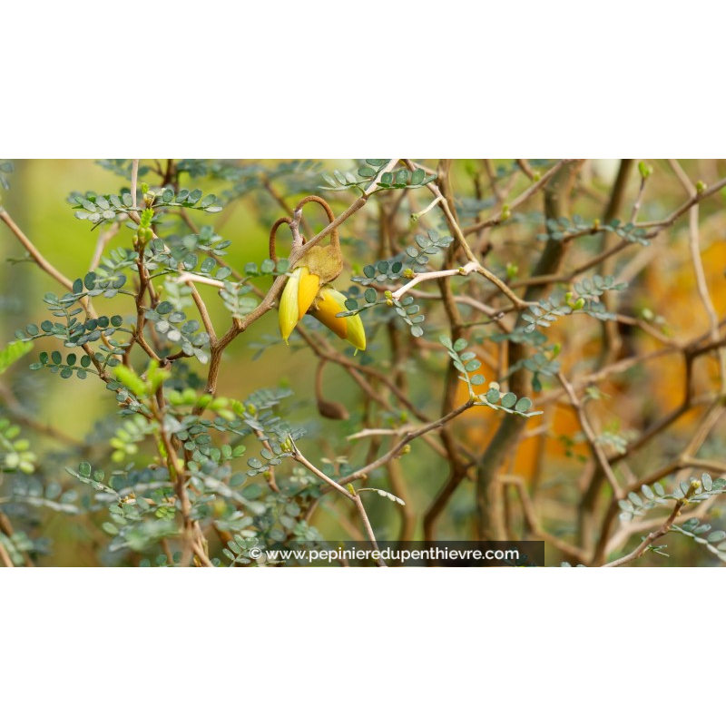 SOPHORA prostata 'Little Baby'