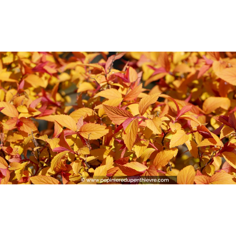 SPIRAEA x bumalda 'Goldflame'