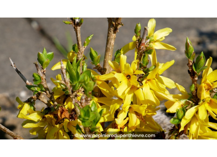 FORSYTHIA x intermedia 'Nimbus'