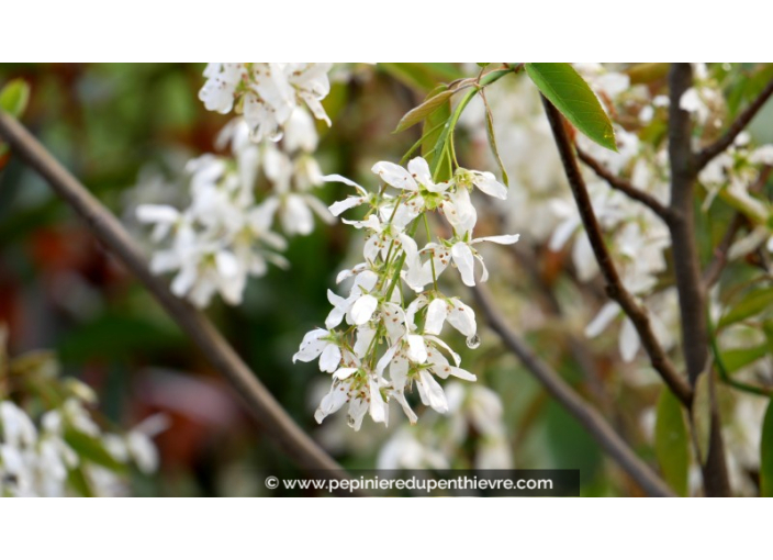 AMELANCHIER canadensis AMELANCHIER canadensis