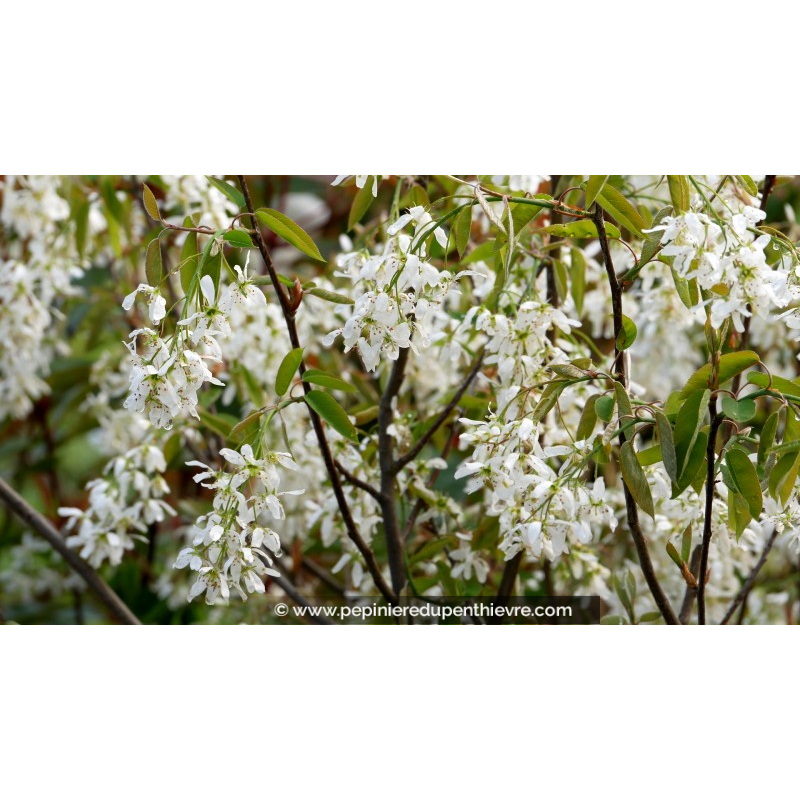 AMELANCHIER canadensis