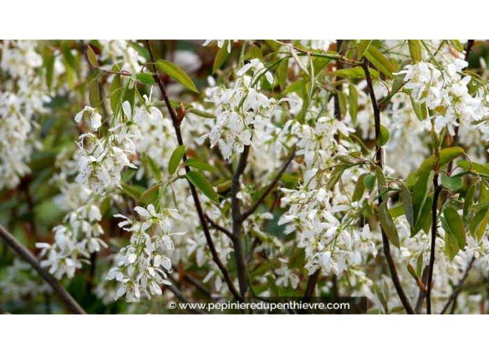 AMELANCHIER canadensis