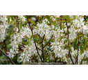 AMELANCHIER canadensis AMELANCHIER canadensis