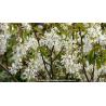 AMELANCHIER canadensis