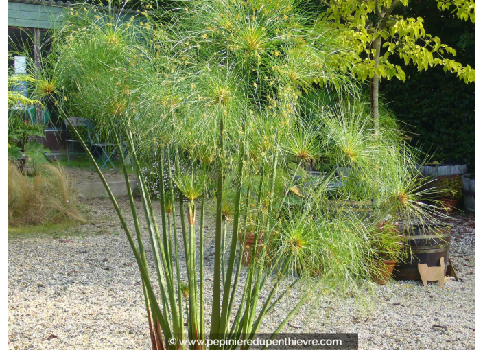 CYPERUS papyrus
