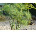 CYPERUS papyrus
