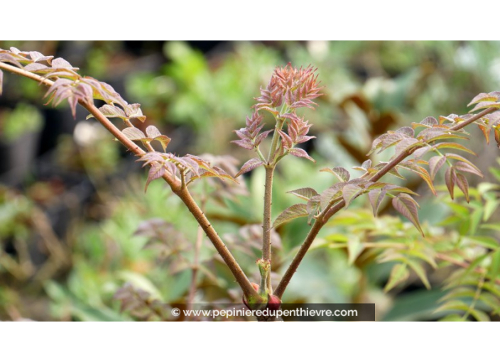 ARALIA elata ARALIA elata