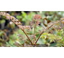 ARALIA elata ARALIA elata