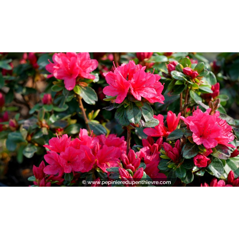 AZALEA japonica 'Hino Crimson' (rouge vif)
