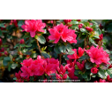 AZALEA japonica 'Hino Crimson' (rouge vif)