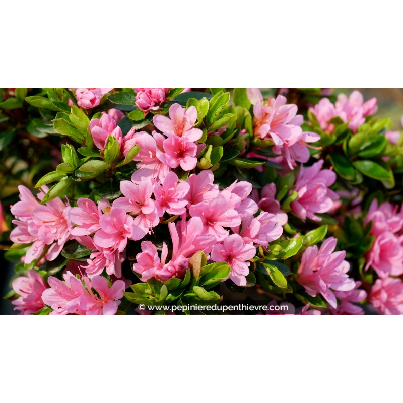 AZALEA japonica 'Kirin' (rose)