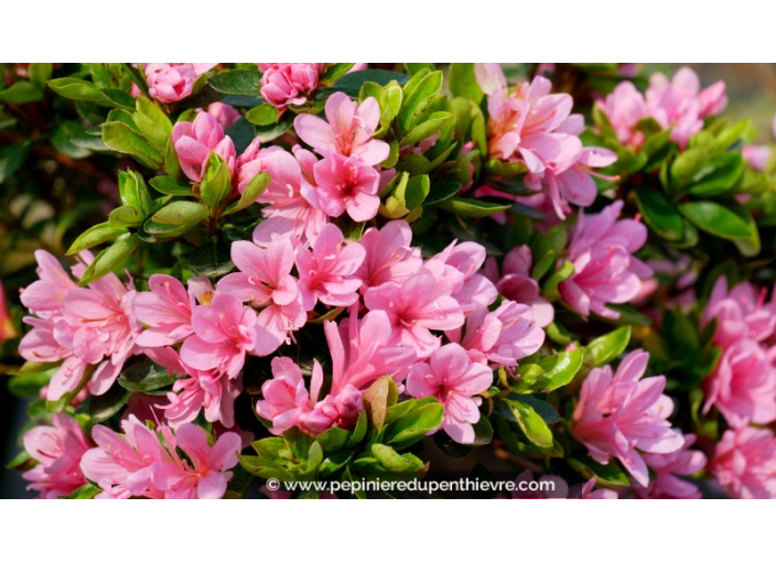 AZALEA japonica 'Kirin' (rose)