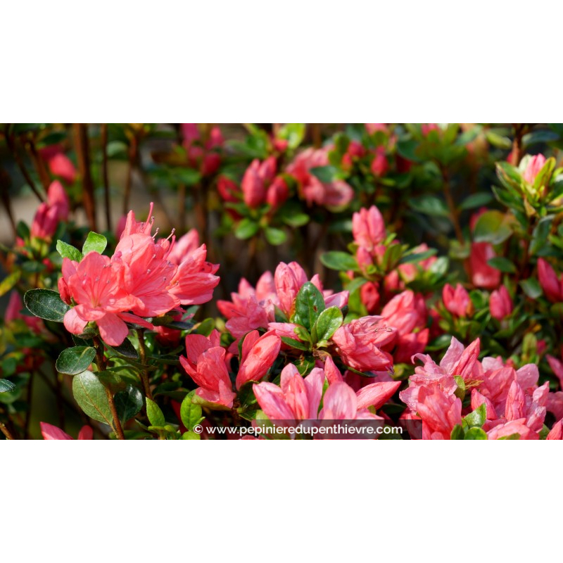 AZALEA japonica 'Rex' (rose saumon)