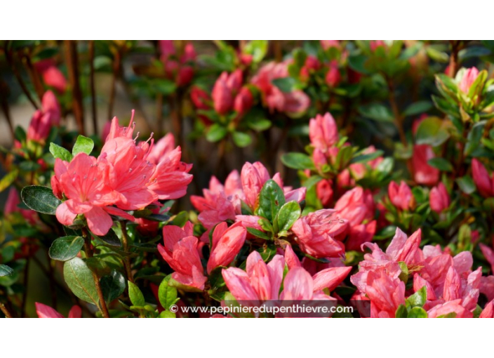 AZALEA japonica 'Rex' (rose saumon)