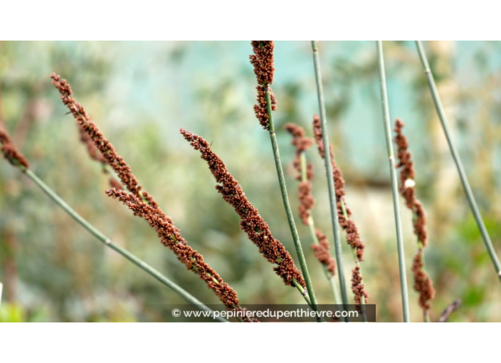 ELEGIA tectorum ELEGIA tectorum