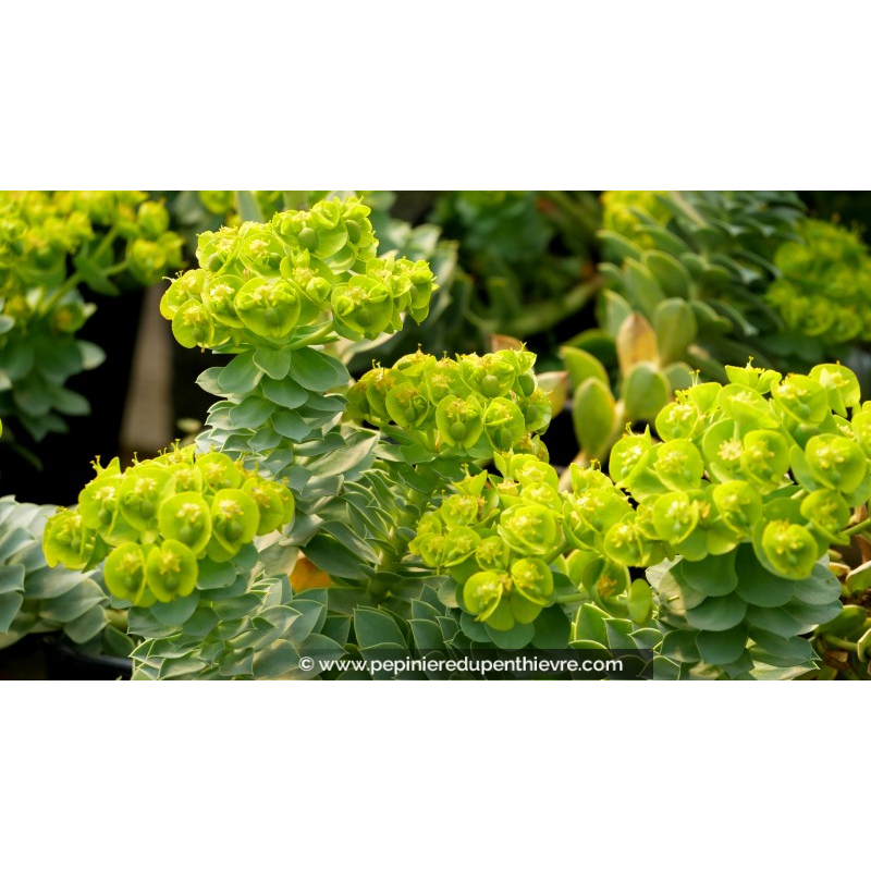 EUPHORBIA myrsinites