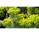 EUPHORBIA myrsinites EUPHORBIA myrsinites