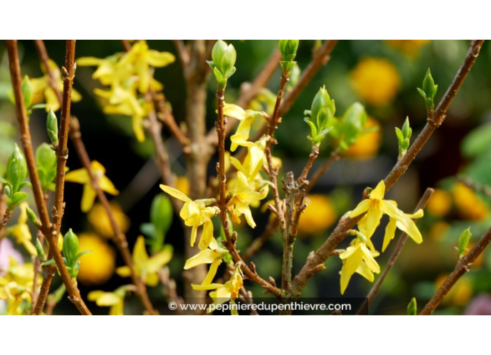 FORSYTHIA x intermedia 'Lynwood Gold' - Hiver FORSYTHIA x intermedia 'Lynwood Gold' - Hiver