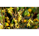 FORSYTHIA x intermedia 'Lynwood Gold' - Hiver FORSYTHIA x intermedia 'Lynwood Gold' - Hiver