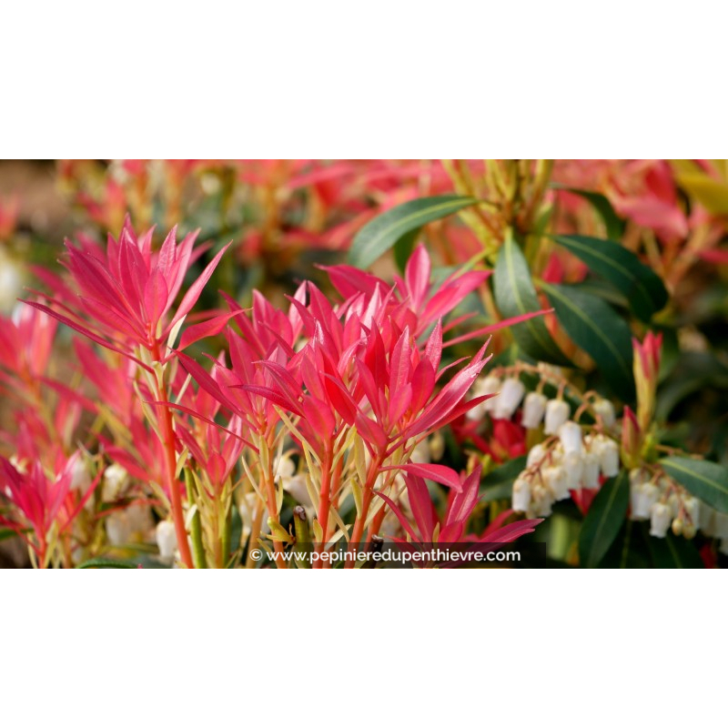 PIERIS japonica 'Forest Flame'