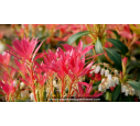 PIERIS japonica 'Forest Flame'