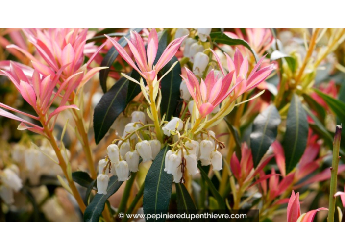 PIERIS japonica 'Forest Flame'