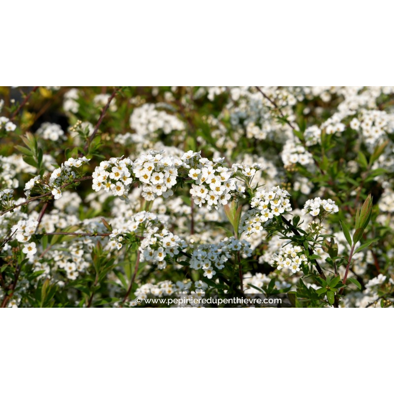 SPIRAEA cinerea 'Grefsheim' - Printemps