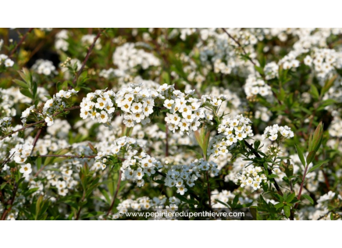 SPIRAEA cinerea 'Grefsheim' - Printemps