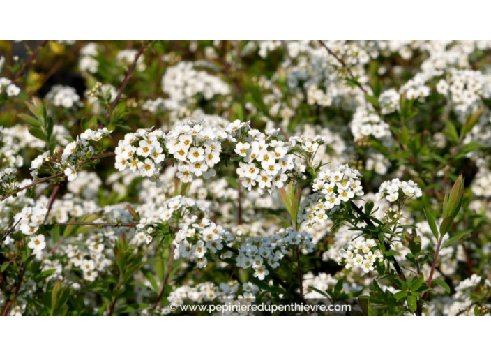 SPIRAEA cinerea 'Grefsheim'