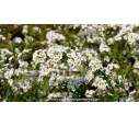 SPIRAEA cinerea 'Grefsheim' - Printemps