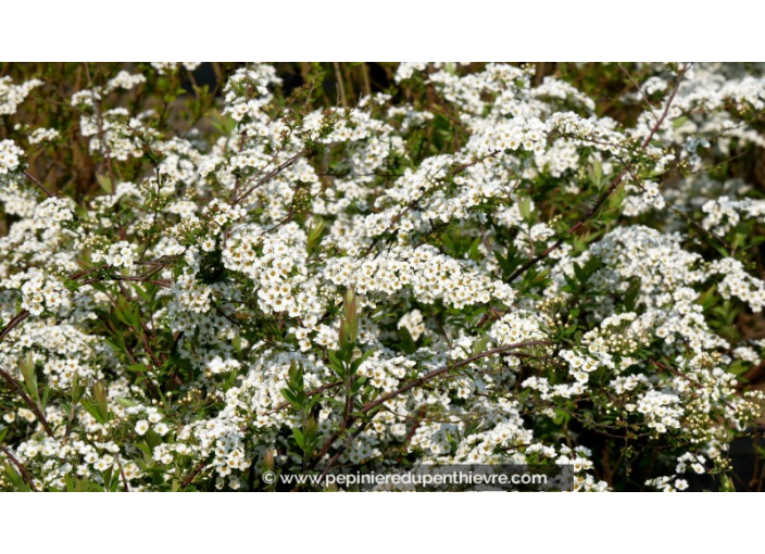 SPIRAEA cinerea 'Grefsheim' - Printemps