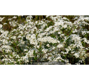 SPIRAEA cinerea 'Grefsheim' - Printemps