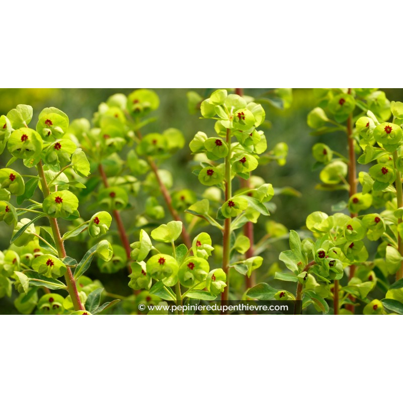 EUPHORBIA x martinii