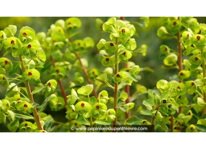 EUPHORBIA x martinii