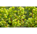 EUPHORBIA x martinii EUPHORBIA x martinii