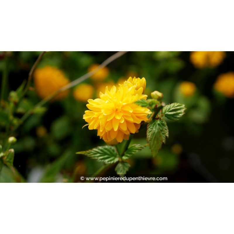 KERRIA japonica 'Pleniflora'