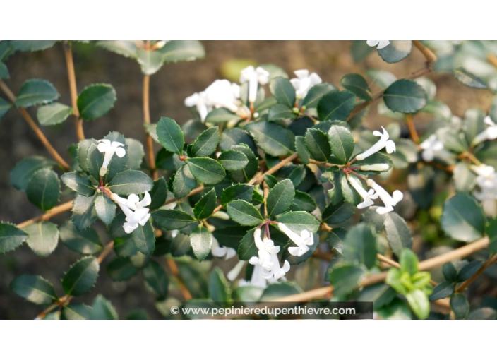 OSMANTHUS delavayi OSMANTHUS delavayi